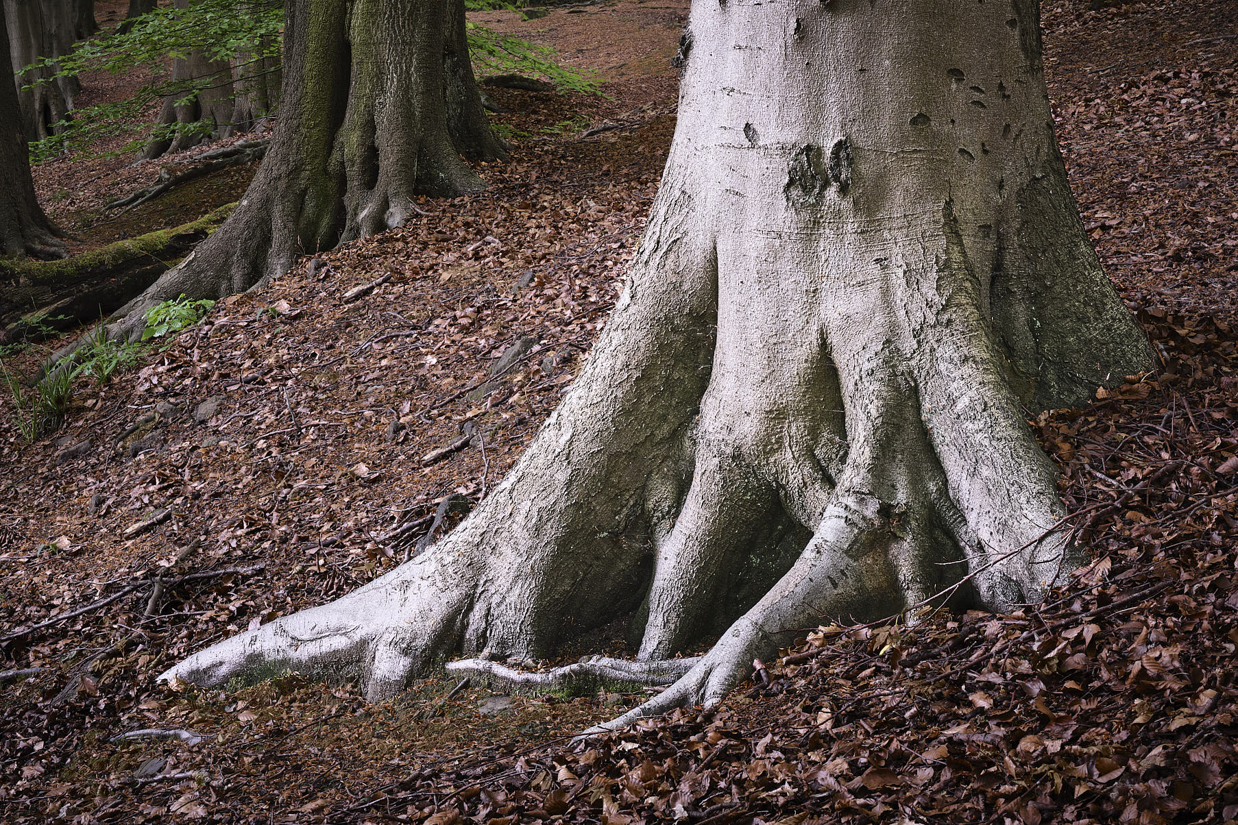 Mag Wood Tree